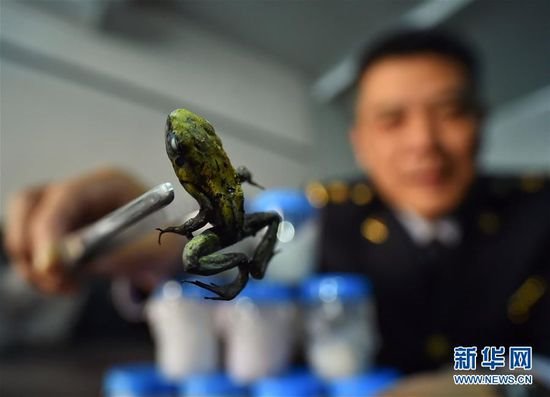 北京截获世界最毒物种箭毒蛙：1克毒液可致15000人死亡